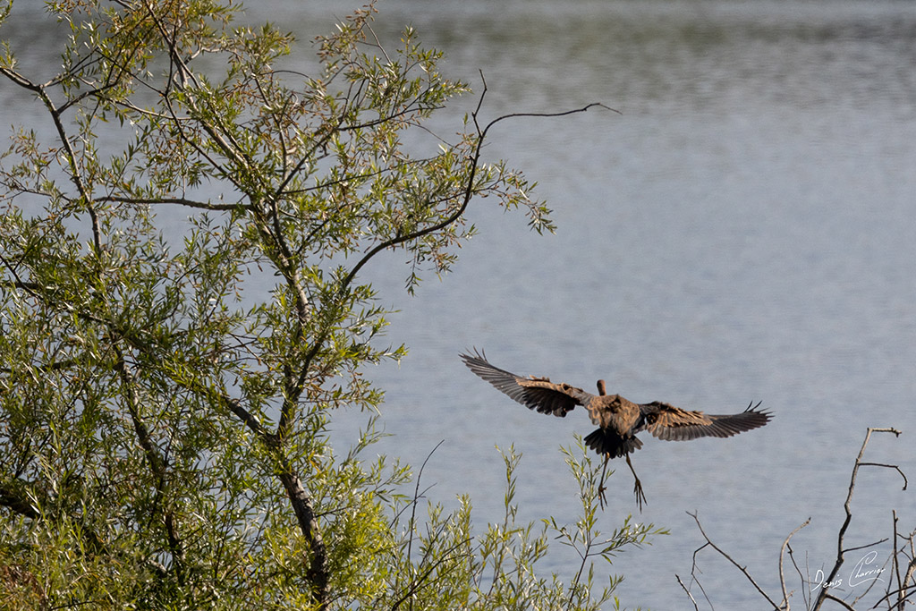 Envol d'un héron pourpré au bord du lac